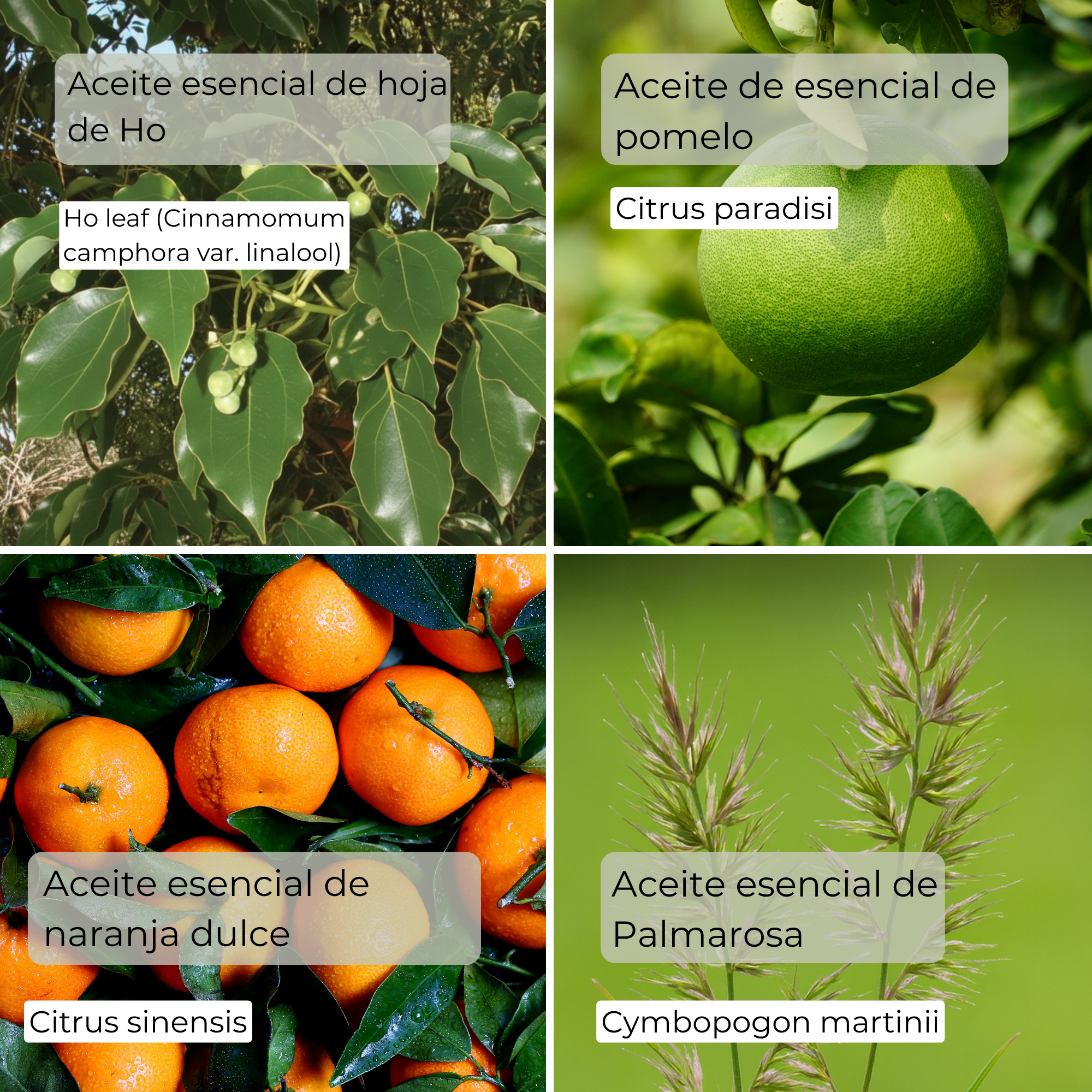 FEEL GOOD – Mezcla de aceites esenciales 100 % puros – 5 ml