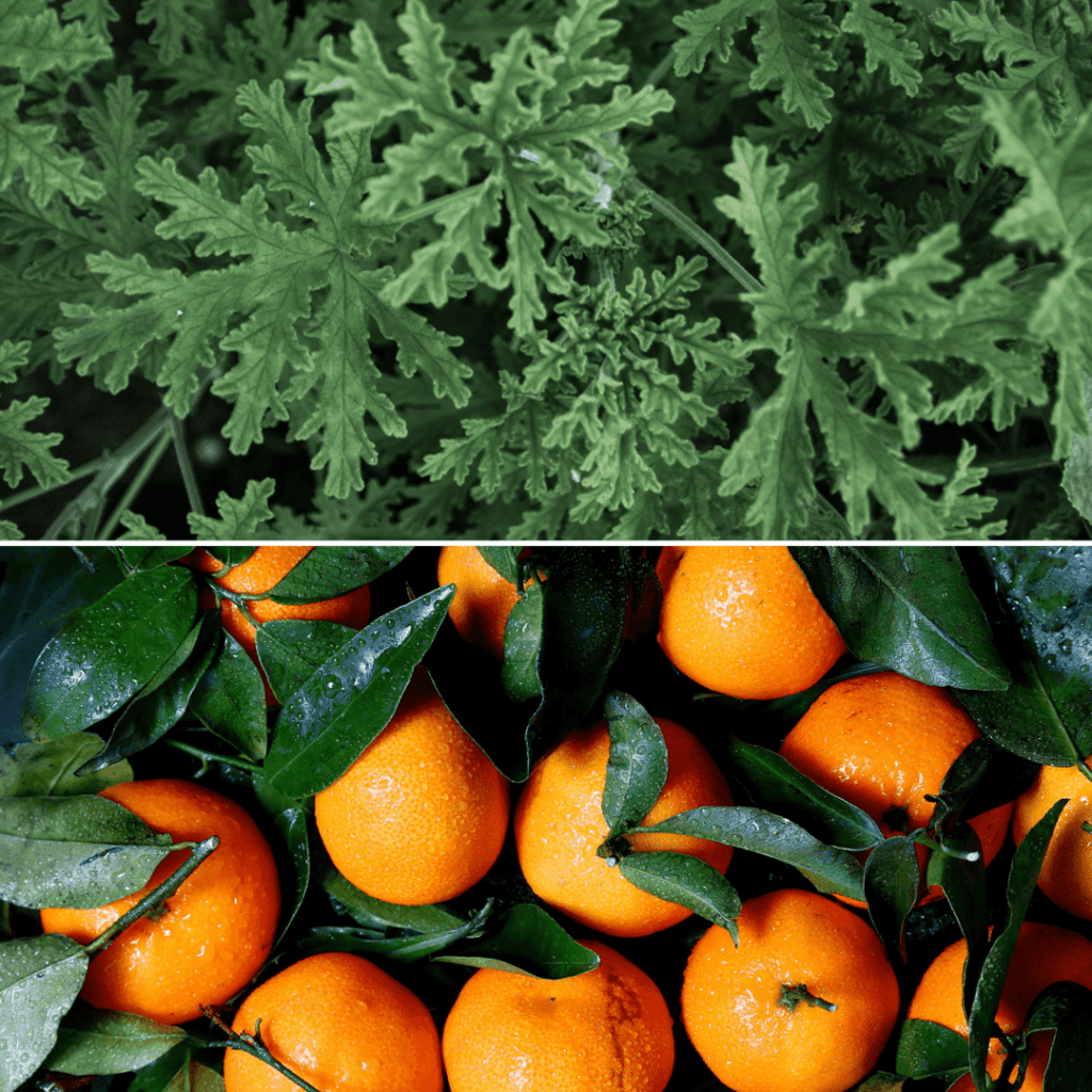 Product_Image_Fresh_Relax-e1710949848495.png